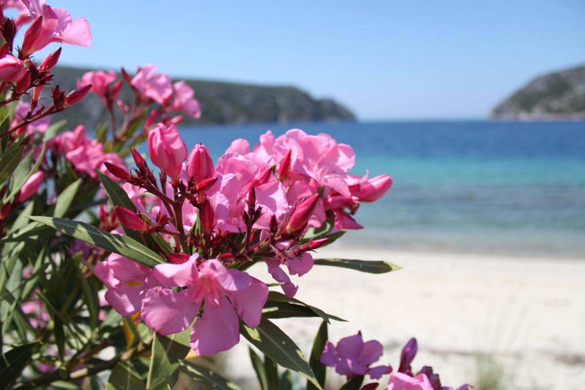Olia Seaside Residence 120M From The Beach ペフコホリ エクステリア 写真